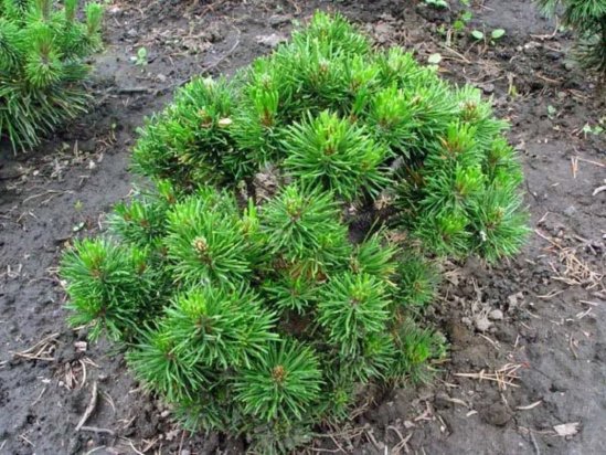 Сосна горная ø40 h40 - 60 см