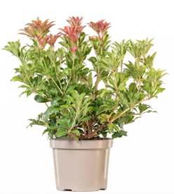 Пиерис японский Маунтин Файр ø17 h20 см