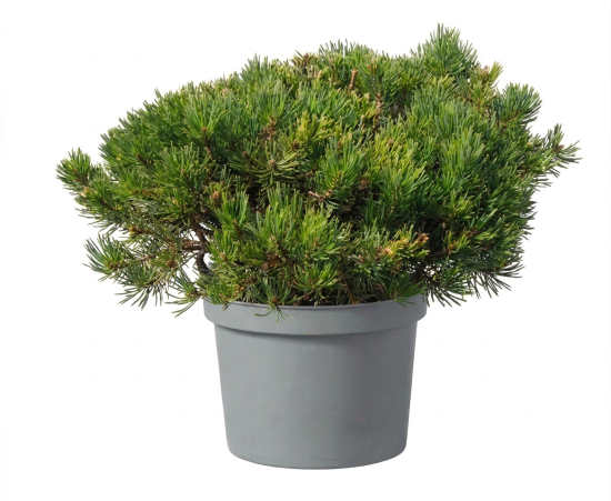 Сосна горная Пумилио ø23 h30 см