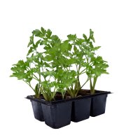 Петрушка микс ø12 h15 см