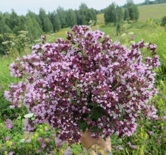Душица Диабло h15 см
