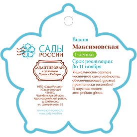 Вишня «Максимовская» 1 год 12.5x30-50 см