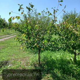 Вишня тургеневская prunus cerasus 5лет