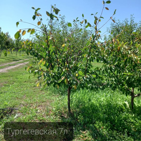 Вишня тургеневская prunus cerasus 5лет