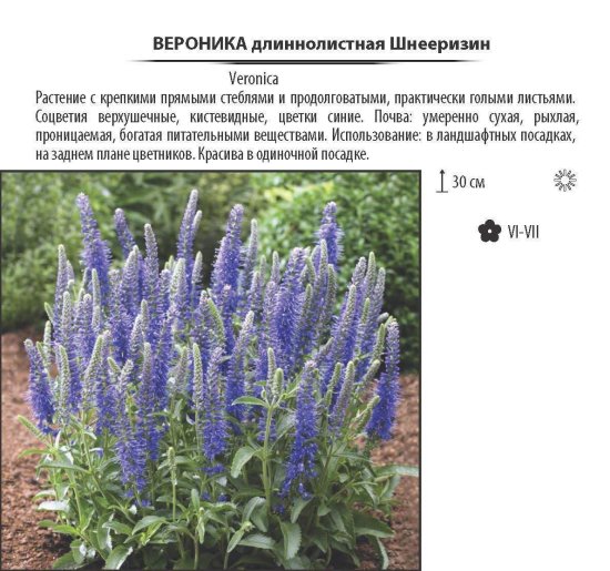 Вероника длиннолистная «Шнееризин», контейнер 1.5 л