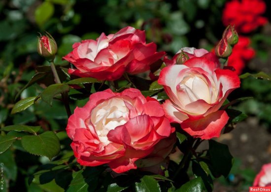 Роза чайно-гибридная Ностальжи ø18 h20 см