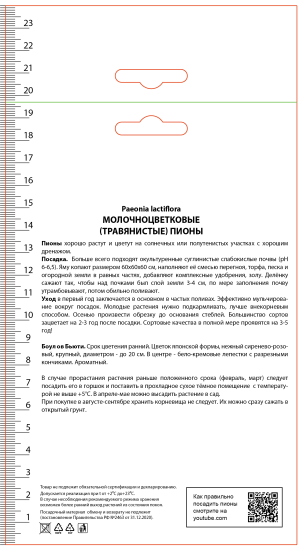 Пион молочноцветковый Боул Ов Бьюти