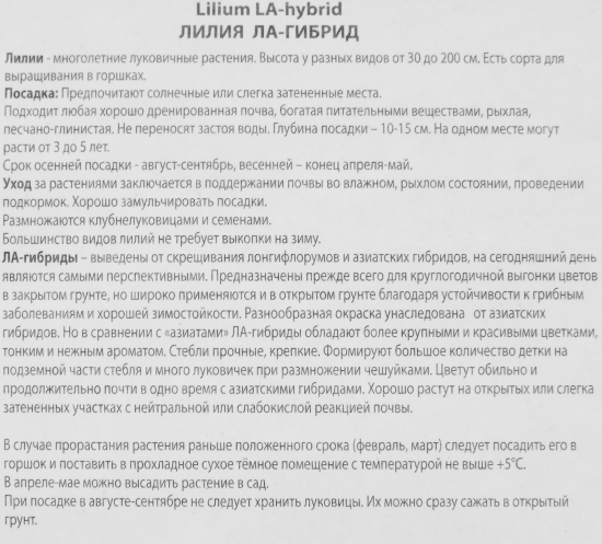 Лилия ЛА-гибрид Куплет луковица 14/16