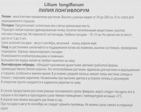 Лилия лонгифлорум Дивайн