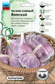 Чеснок озимый Вятский