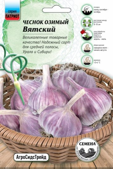 Чеснок озимый Вятский