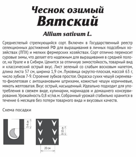 Чеснок озимый Вятский