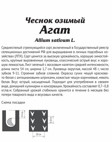 Чеснок озимый Агат