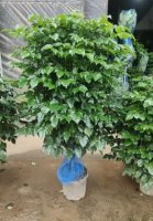 Радермахера ø18 h110 - 130 см