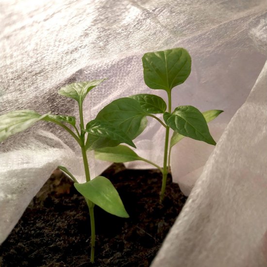 Укрывной материал универсальный Удача 40 г/кв.м УФ стабилизатор 3.2х10 м белый