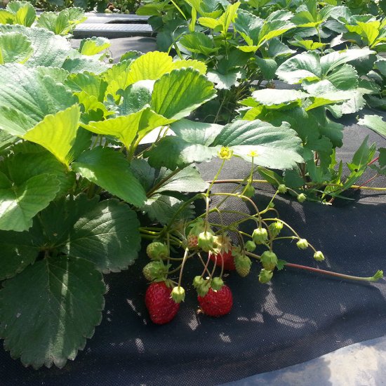 Укрывной материал для защиты от сорняков Удача 60 г/кв.м УФ стабилизатор 1.6х10 м черный