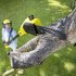 Высоторез аккумуляторный для деревьев Karcher PSW 18-20 18В Li-Ion с телескопической рукояткой без АКБ и ЗУ (1.444-010.0)