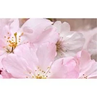 Декоративный массив Belleza Букет