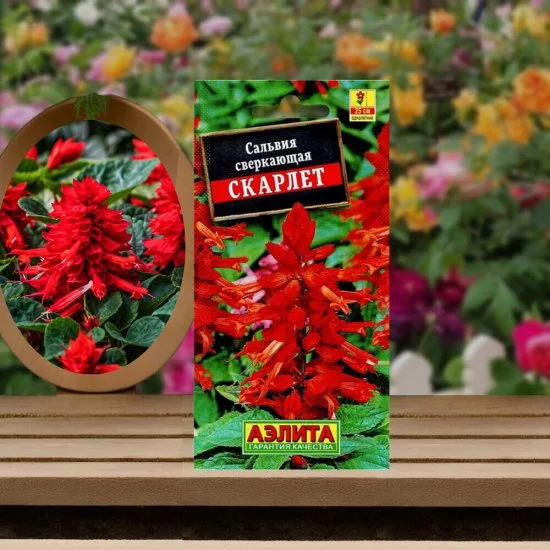 Сальвия сверкающая Скарлет Аэлита 0,1 г