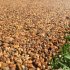 Покрытие декоративное каменный ковер Kitstone Patio
