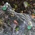 Садовые крепежные гвозди МУЛЬТИДОМ 15 см, 4 шт.