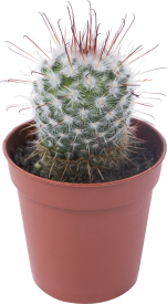 Кактус микс 5x10 см