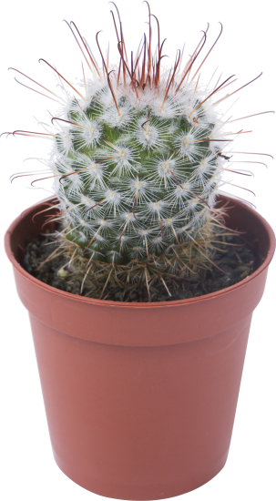 Кактус микс 5x10 см