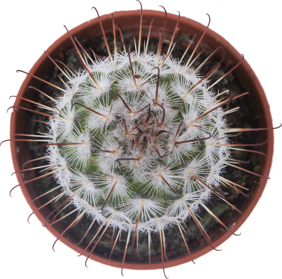 Кактус микс 5x10 см