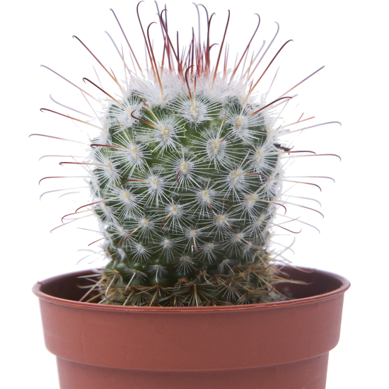 Кактус микс 5x10 см