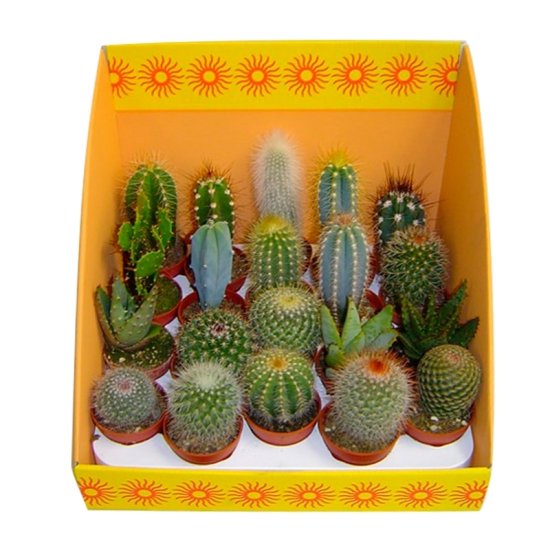 Кактус микс 5x10 см