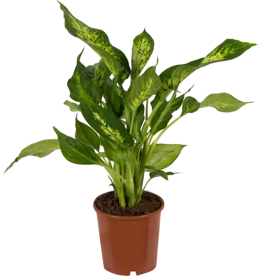 Диффенбахия микс 12x35см