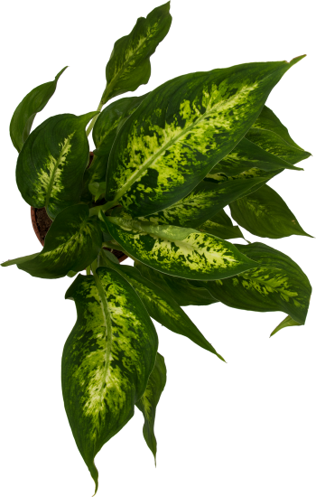 Диффенбахия микс 12x35см