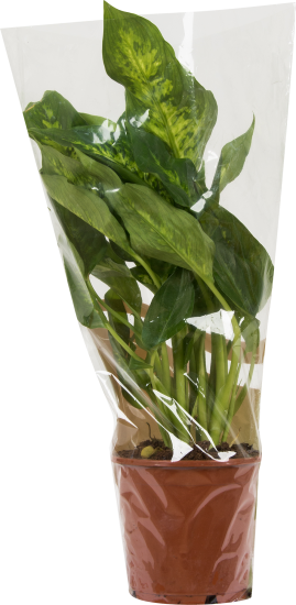 Диффенбахия микс 12x35см