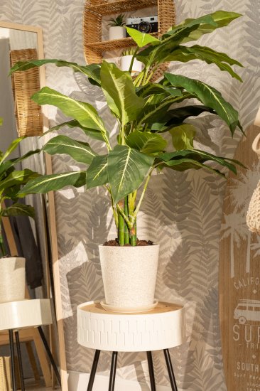 Диффенбахия микс 12x35см