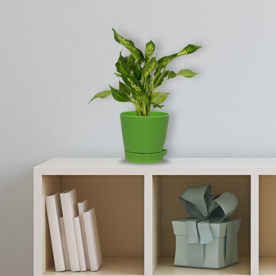 Диффенбахия микс 12x35см