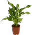 Диффенбахия микс 12x35см