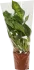 Диффенбахия микс 12x35см