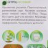 Семена Огурец Geolia Кустовой