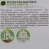 Хризантема махровая Geolia Платье невесты