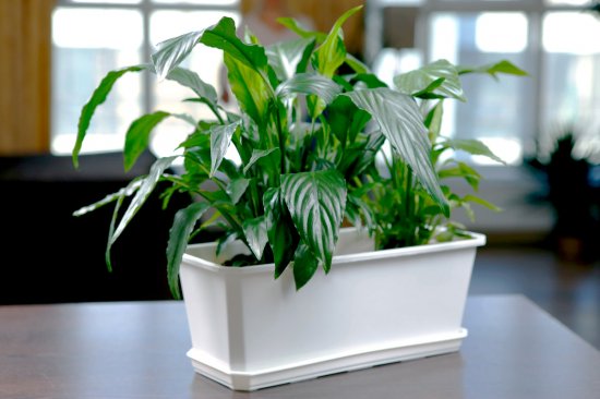 Ящик балконный Idi Land 60x17x15 см v10.5 л пластик белый