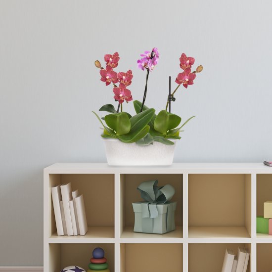 Ящик для орхидей Idea 40x18.5x15 см v11.5 л пластик прозрачный