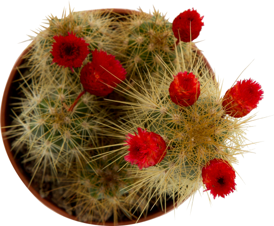 Кактус микс 5.5x8 см