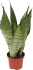 Сансеверия зейланика 8.5x30 см