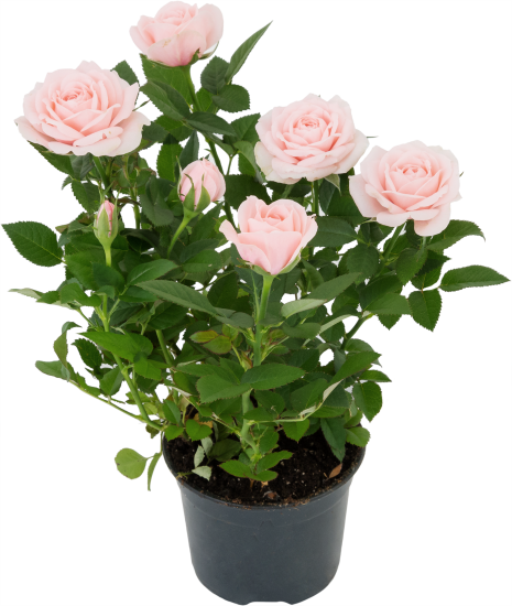 Роза горшечная Кордана микс 10.5x10.5 см