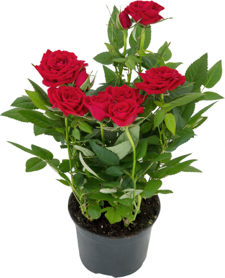 Роза горшечная Кордана микс 10.5x10.5 см