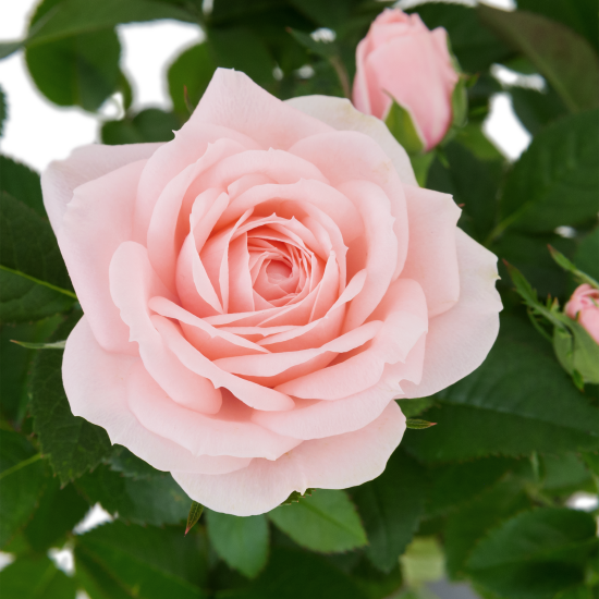 Роза горшечная Кордана микс 10.5x10.5 см