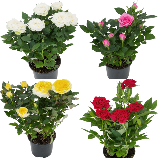 Роза горшечная Кордана микс 10.5x10.5 см