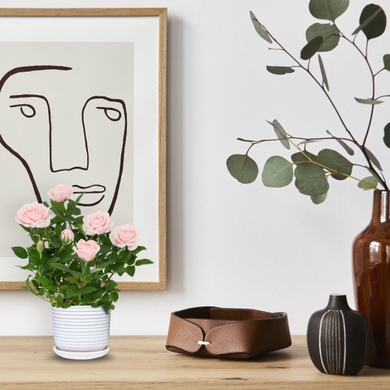 Роза горшечная Кордана микс 10.5x10.5 см