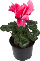 Цикламен ø12 h25 см