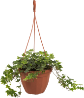 Хедера в кашпо ø21 h35 см